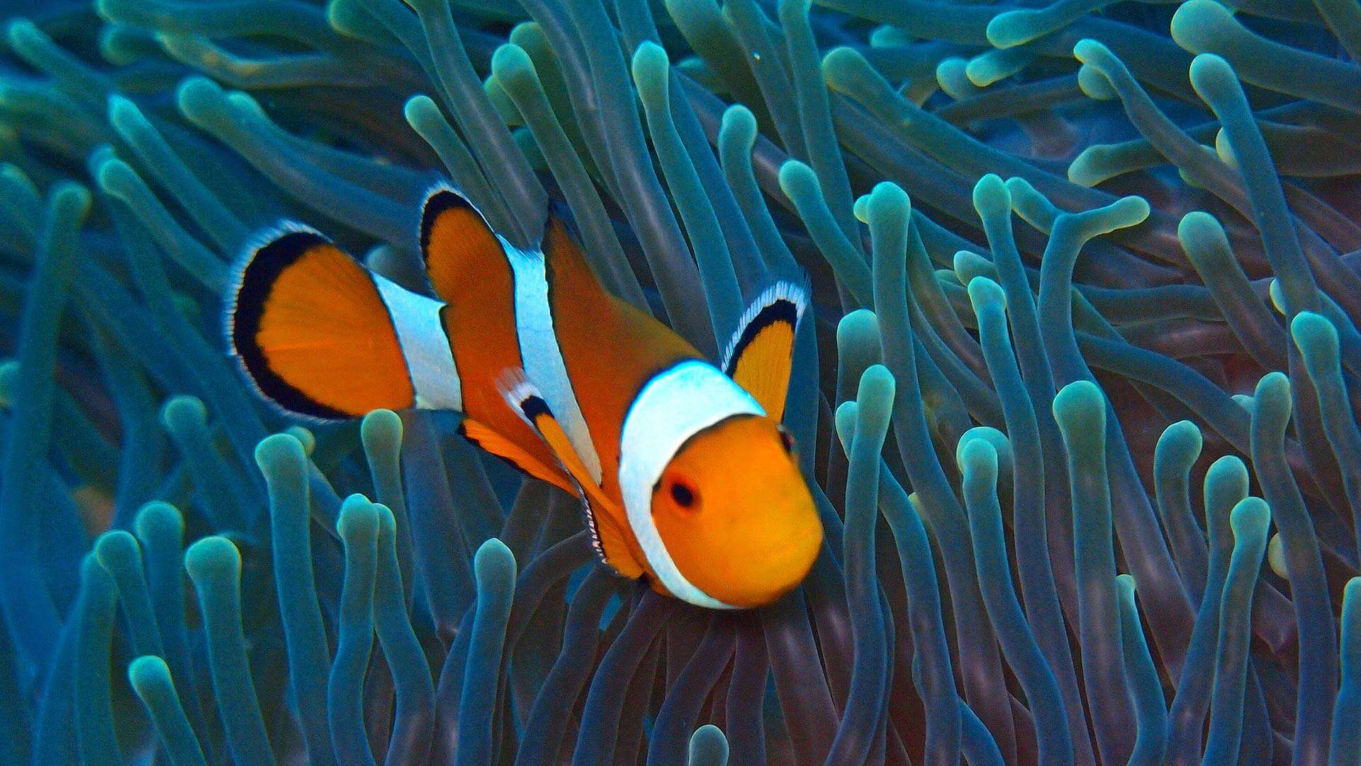 Anemone fish on the reef off Coral Island