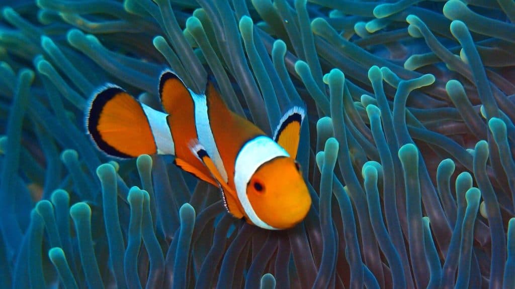 Anemone-fish Jpg